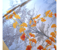 Ginko 2